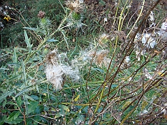 07 Shiawassee National Wildlife Refuge [2008 Nov 5]